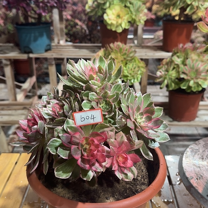 *****多肉法师不包损604