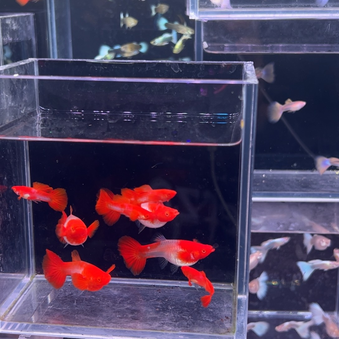 海水鱼鸿运当头双份水两对