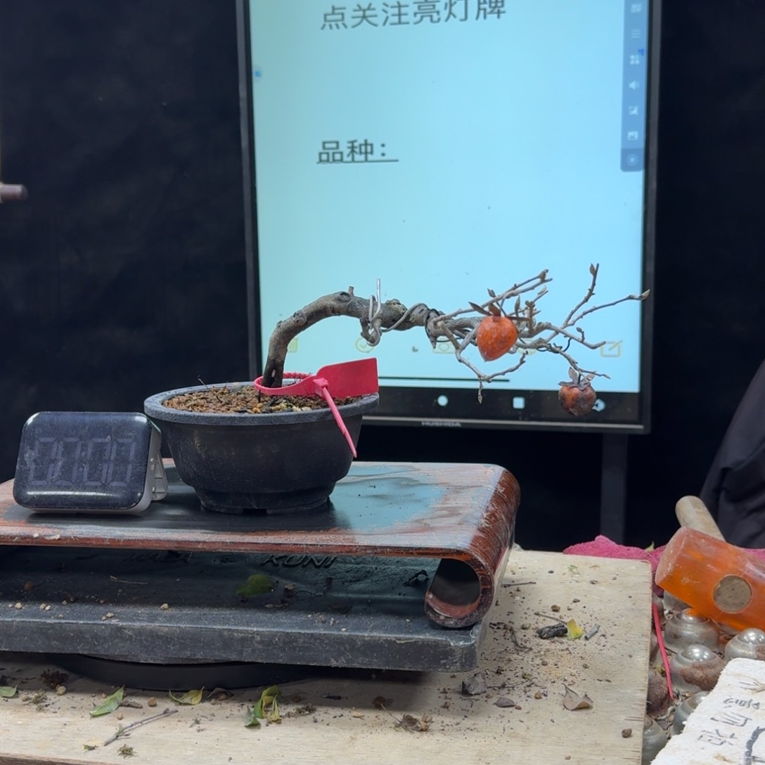 盆景不包邮顺丰到付静*425