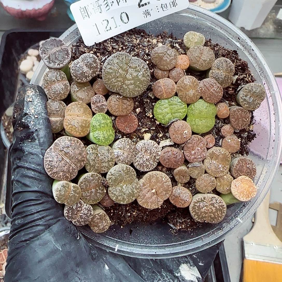 生石花满18包邮1210-29