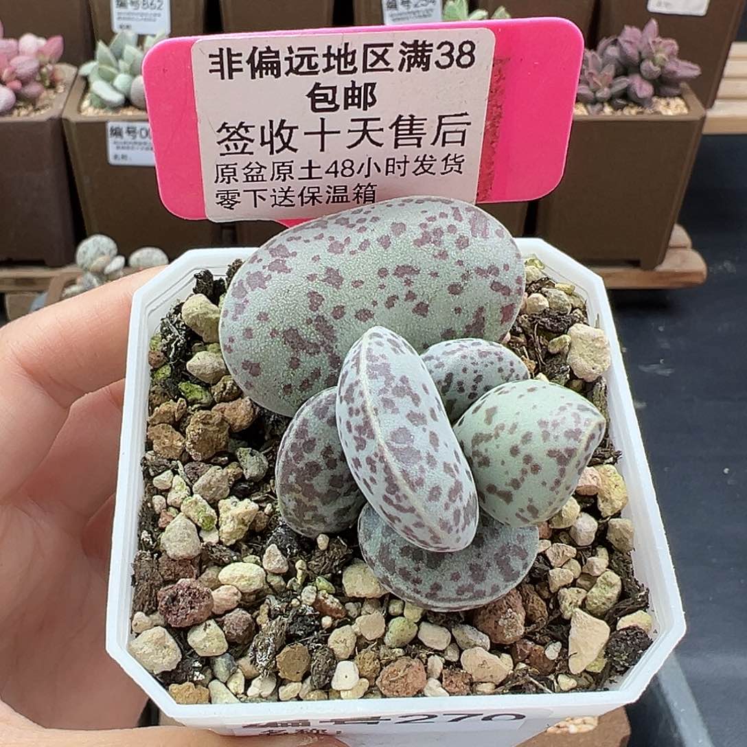 270巨型花蛋多肉