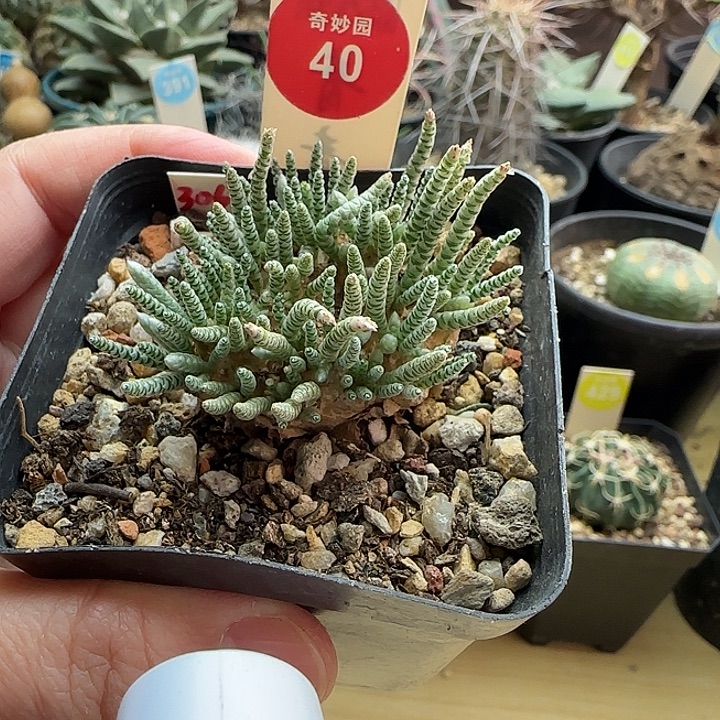 红花韧锦3.7cm一棵