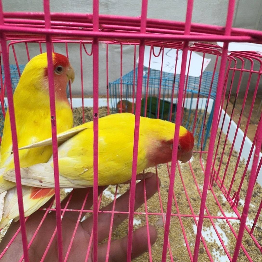 萌***记桃脸牡丹鹦鹉微瑕两只包活3天