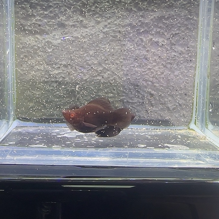 孔雀鱼巧克力。3号