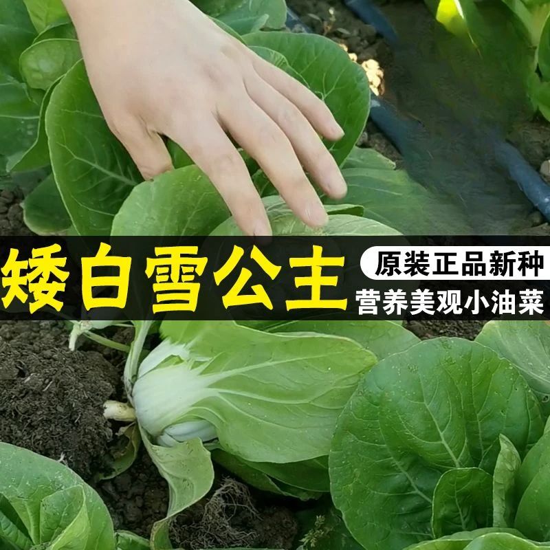 四季矮白雪公主油菜种子白菜青菜种子早熟快菜高产量蔬菜种子高产