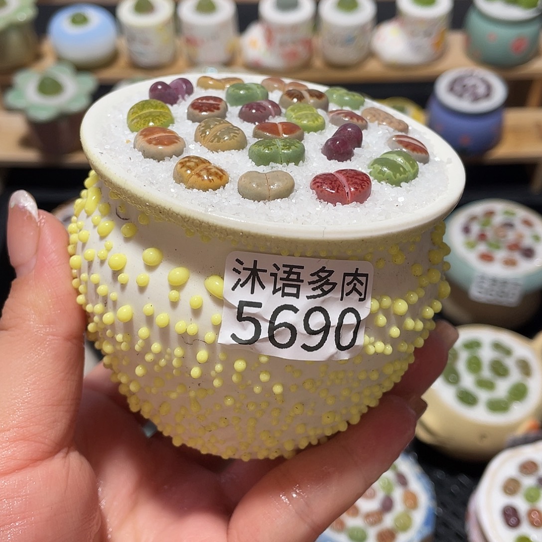 带盆土植物 一物一拍5690