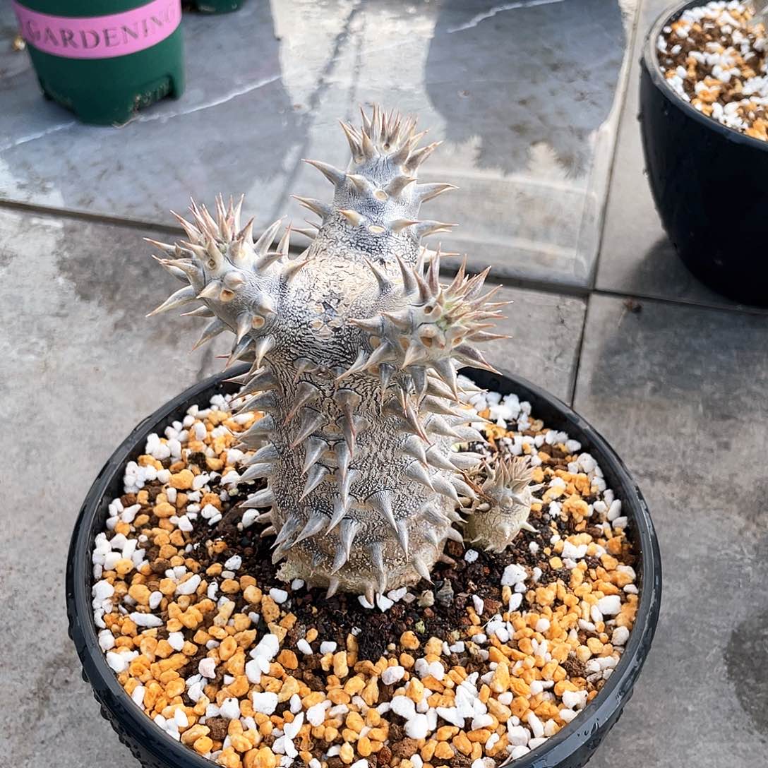 双排刺6666666666666666