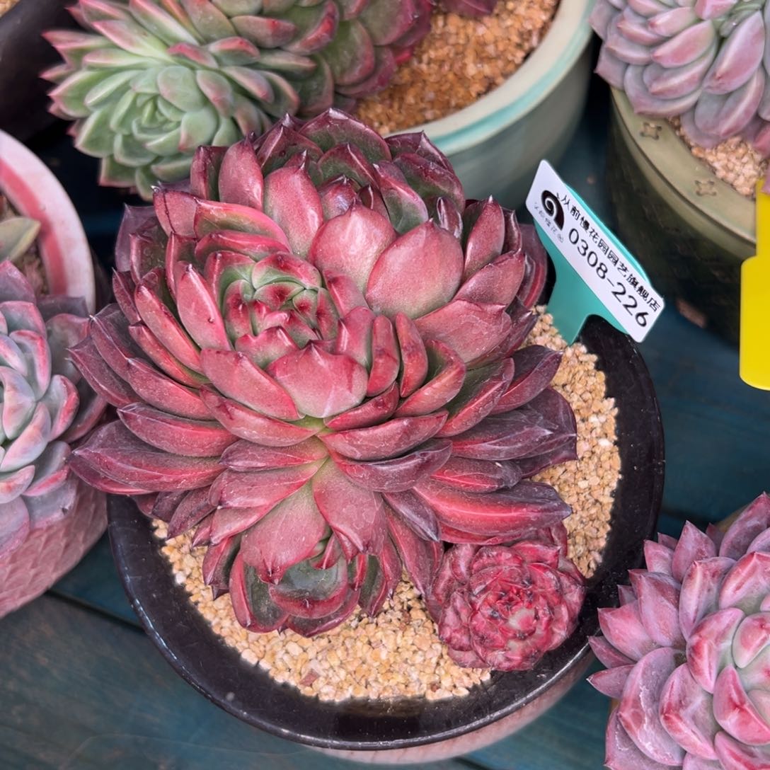 多肉一物一拍0308.226