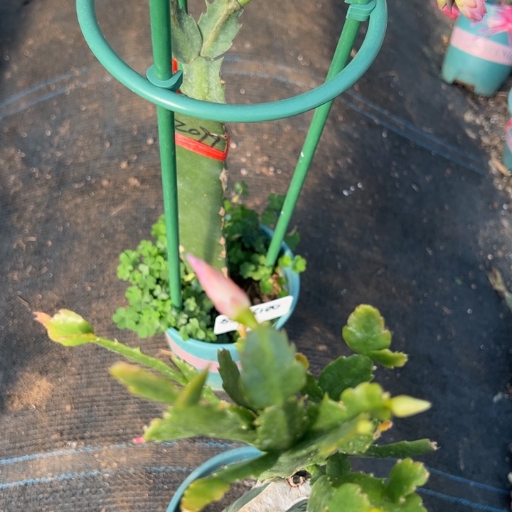 山***秀6号2099西瓜红。      