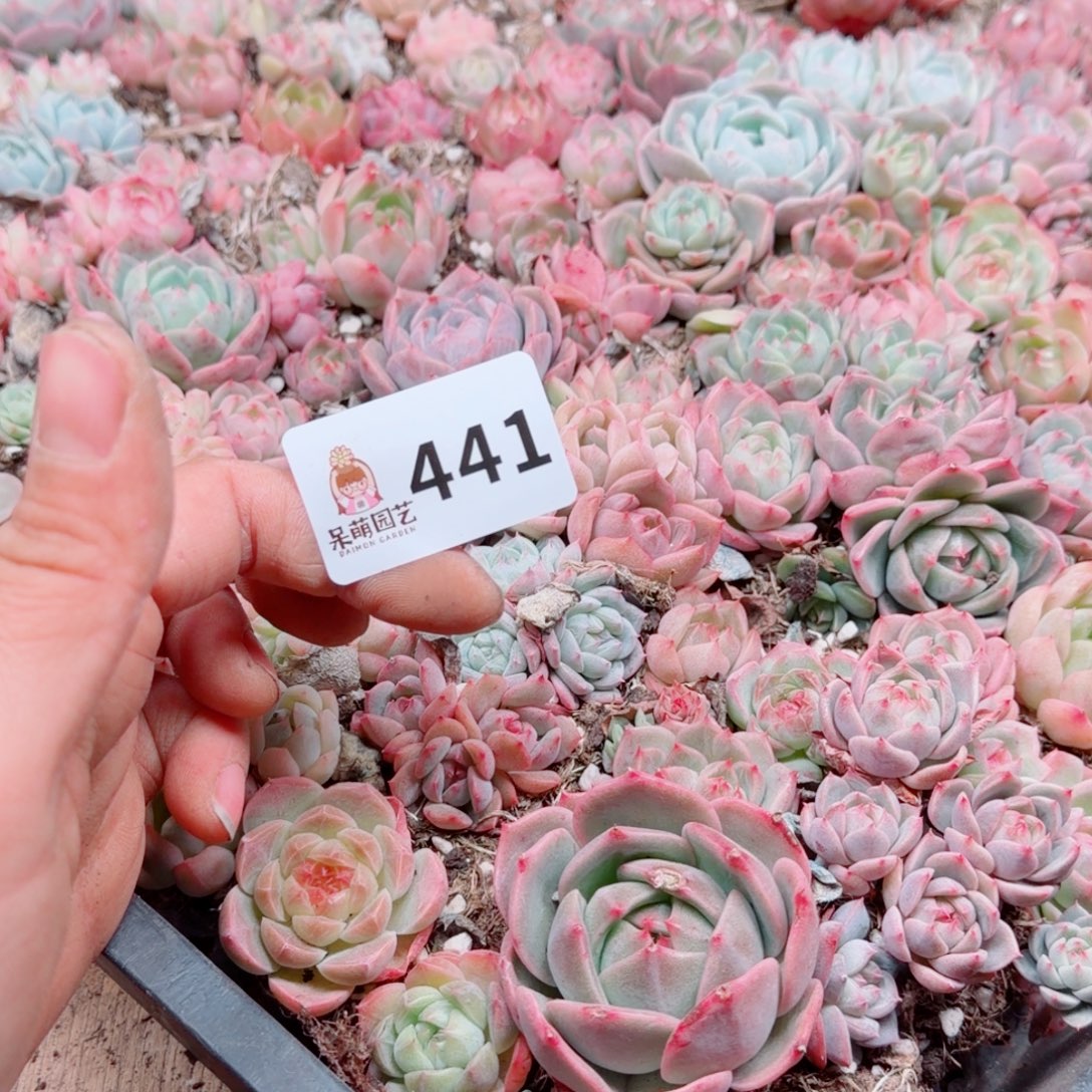 度***多肉植物多肉植物