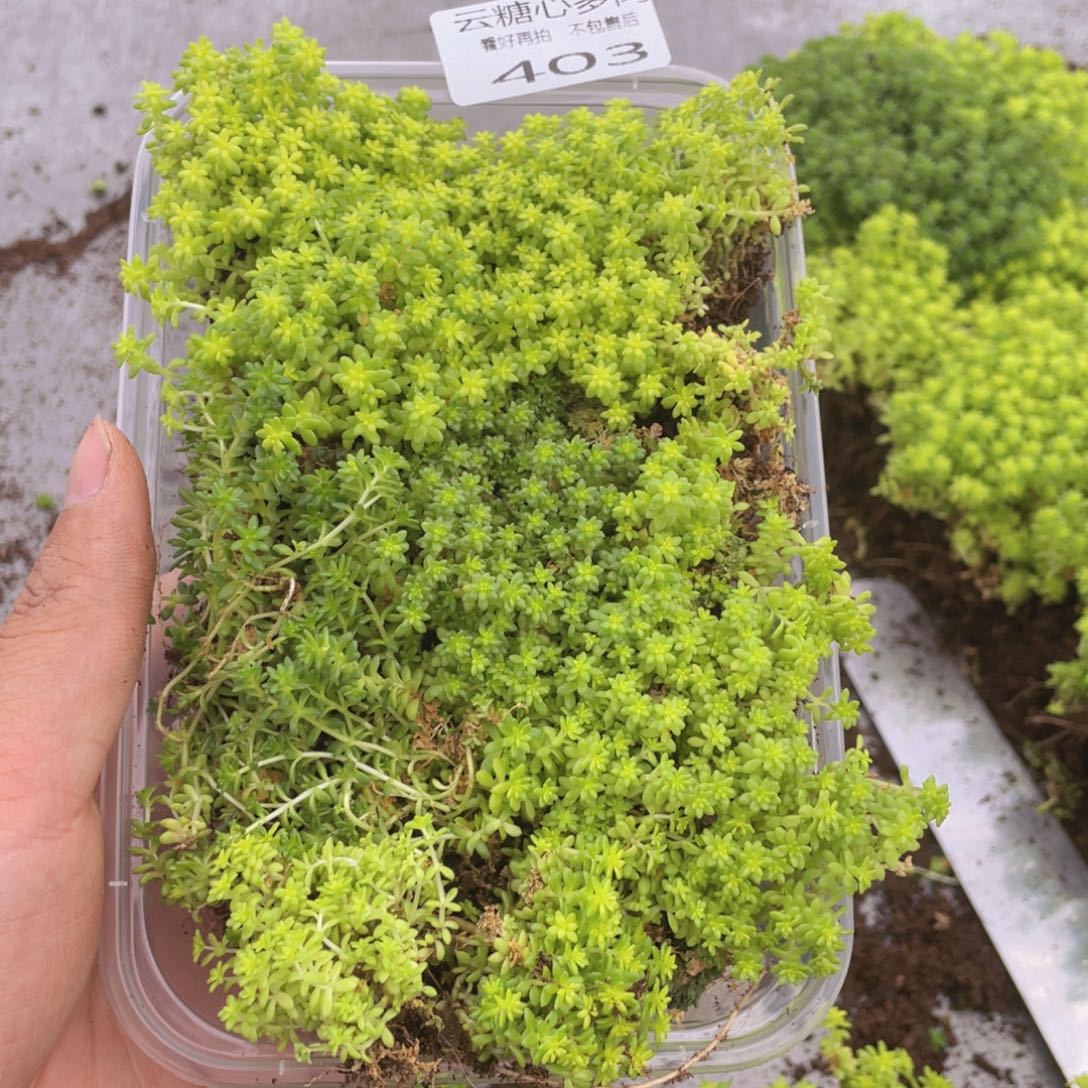 云糖心多肉植物403
