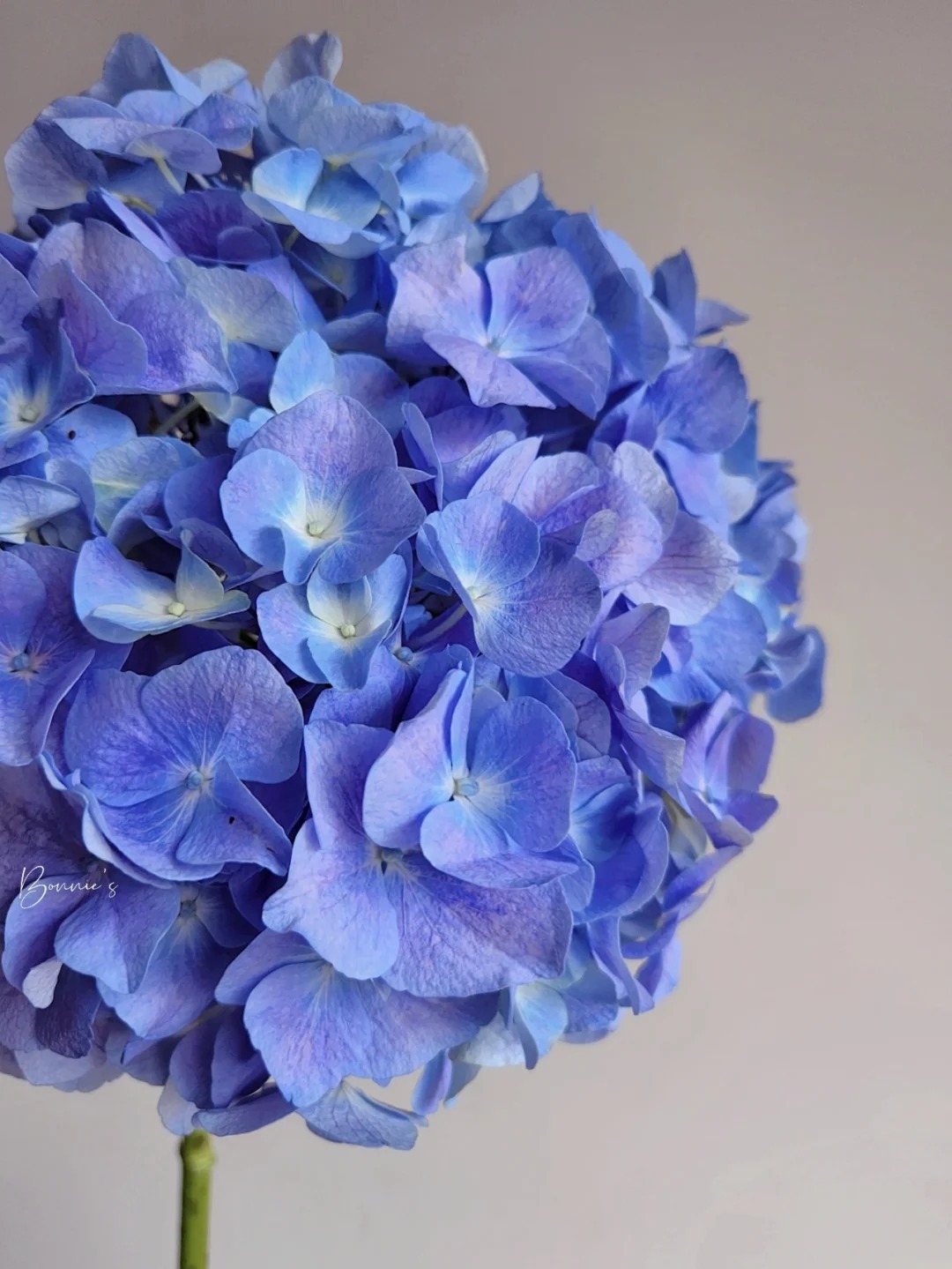 家用白色粉色重瓣绣球花洋桔梗花束云南基地直发水养鲜花包邮