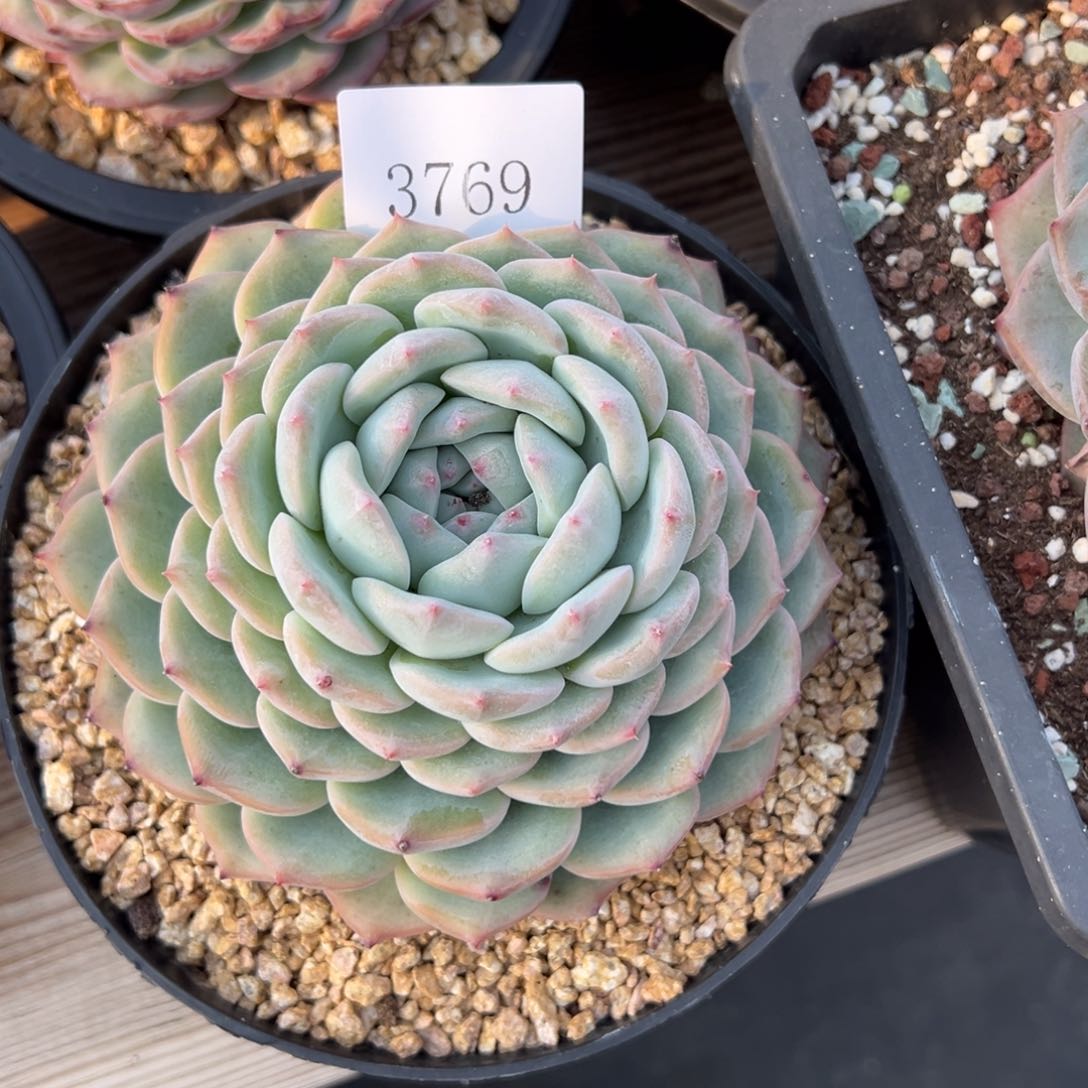 ?**?3769多肉多多多多多多多多