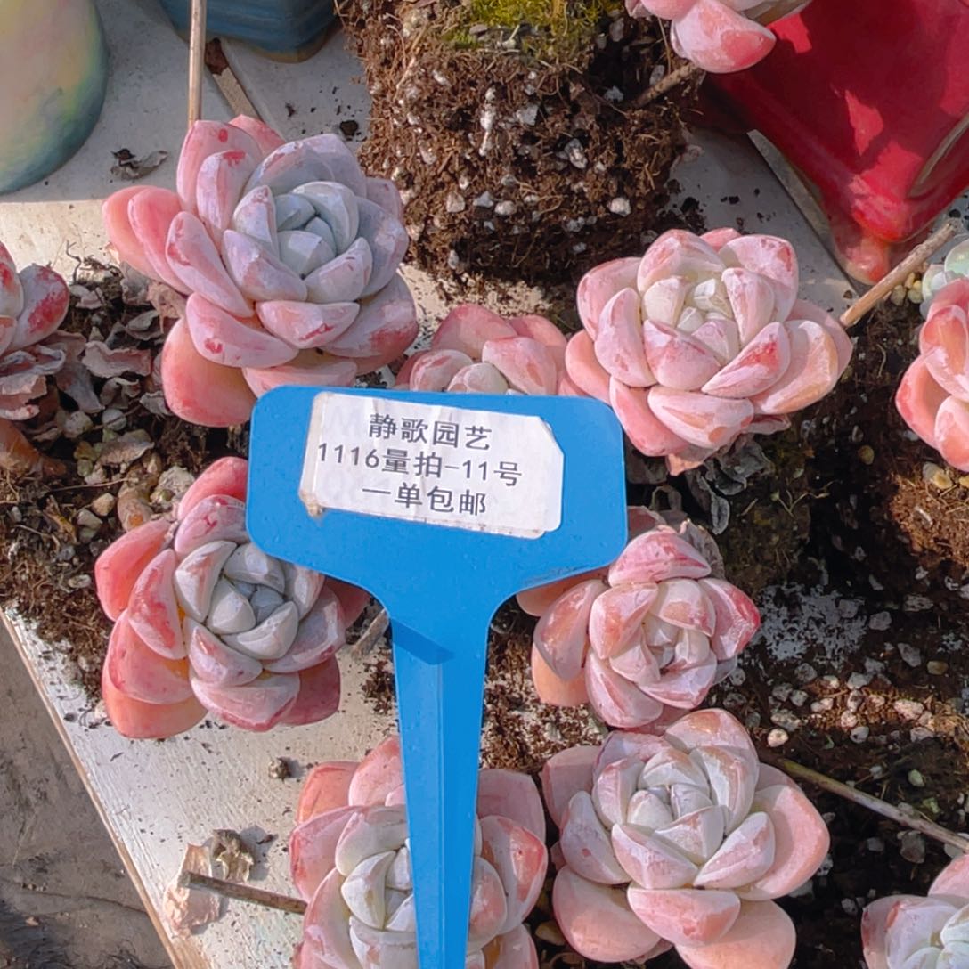 1116-11-飘枝老桩冰玉群一颗量拍