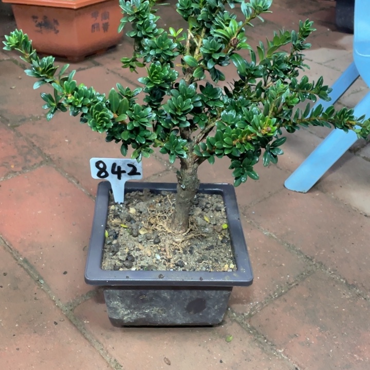 方***滴以实际为准红宝石842/带盆