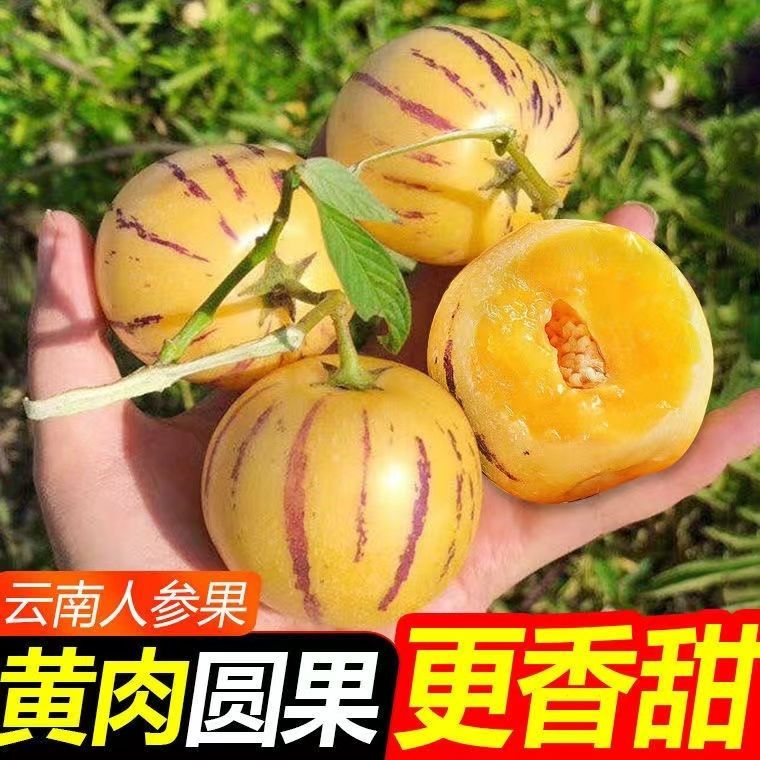 【清甜】云南石林人参果树熟果黄心圆果新鲜多汁当季水果一整箱