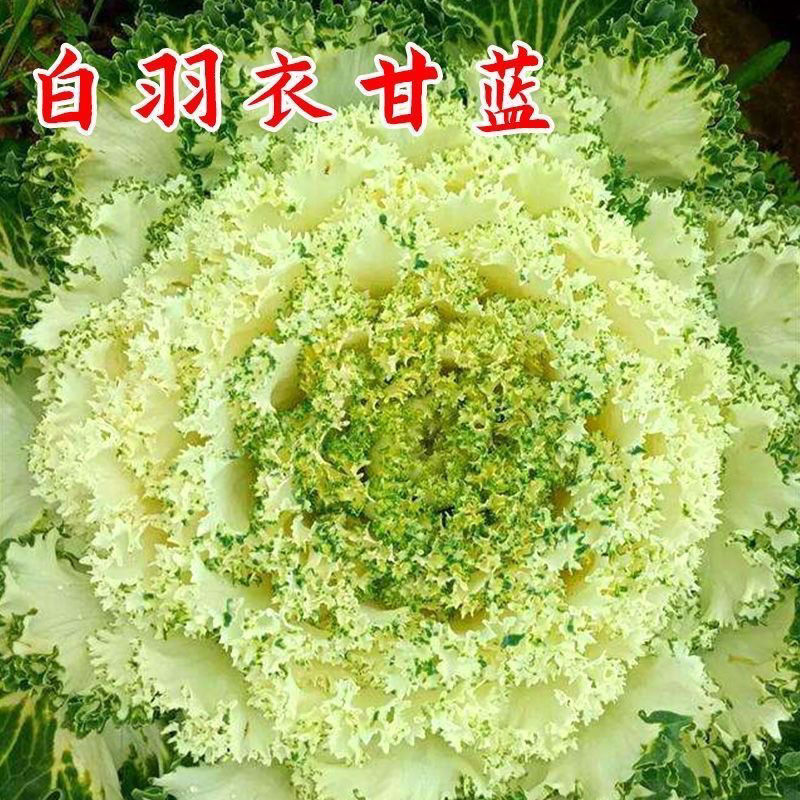 【全店拼满5包包邮】羽衣甘蓝种子营养丰富食用观赏两用