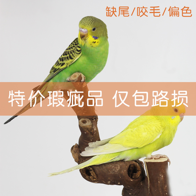 鹦鹉虎皮活体  小鸟宠物缺尾/咬毛/瑕疵品 仅包路损