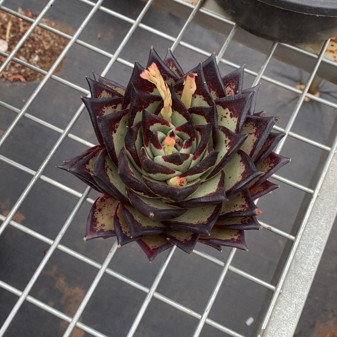 【闪购商品】痴*。204-05