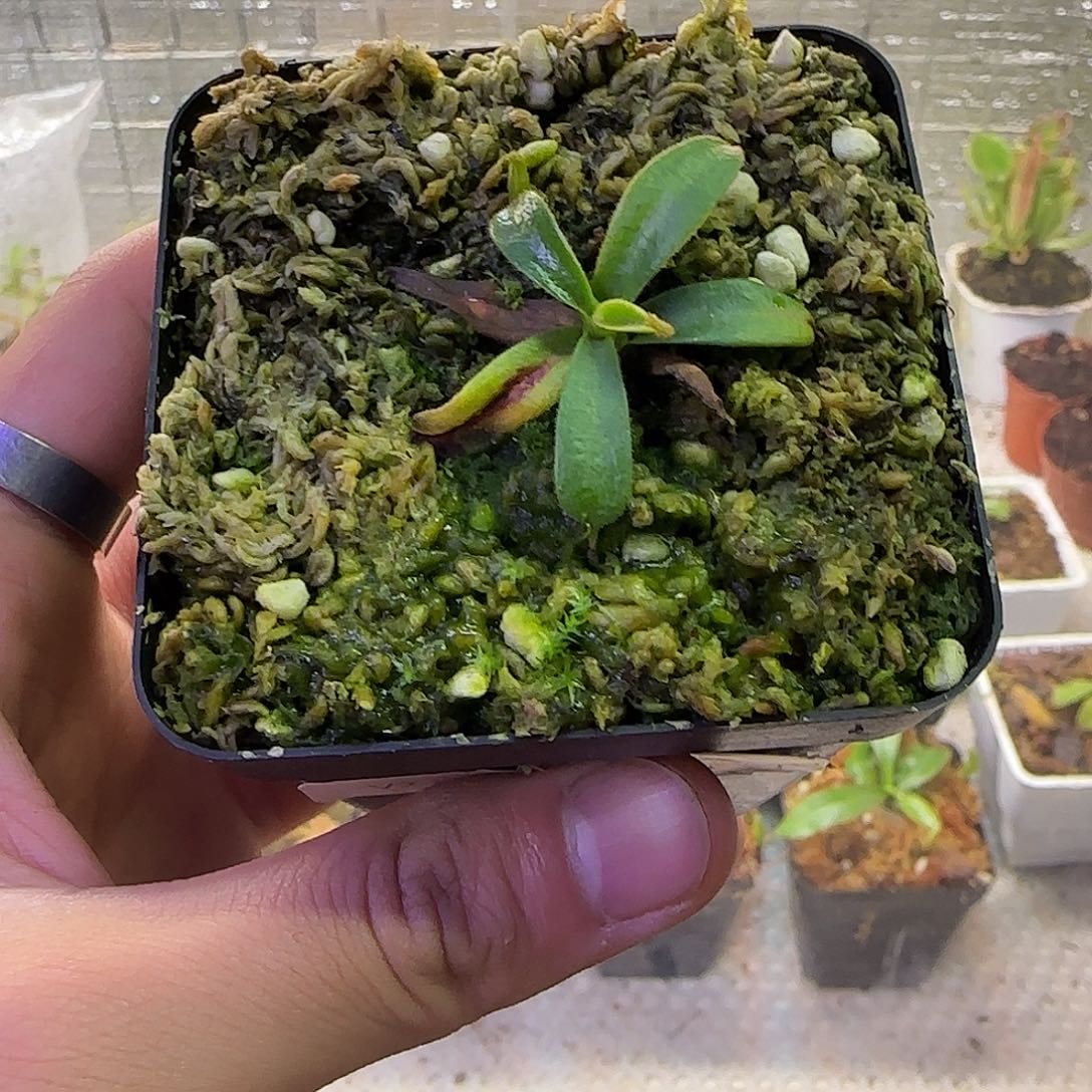 无花朵专拍CD✖️徐脑袋