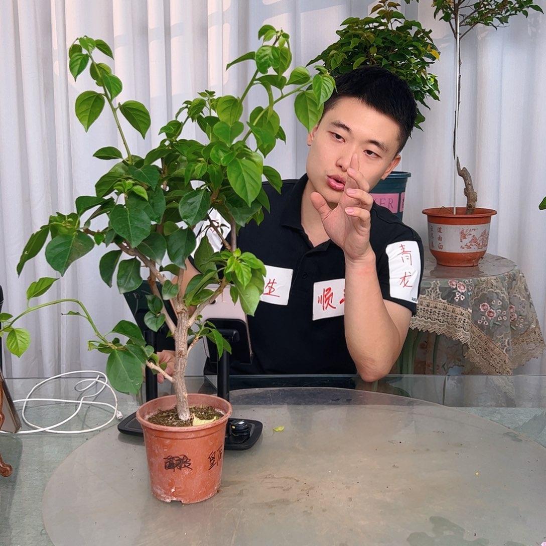 当前无花栽培后可以开花皇后小一颗