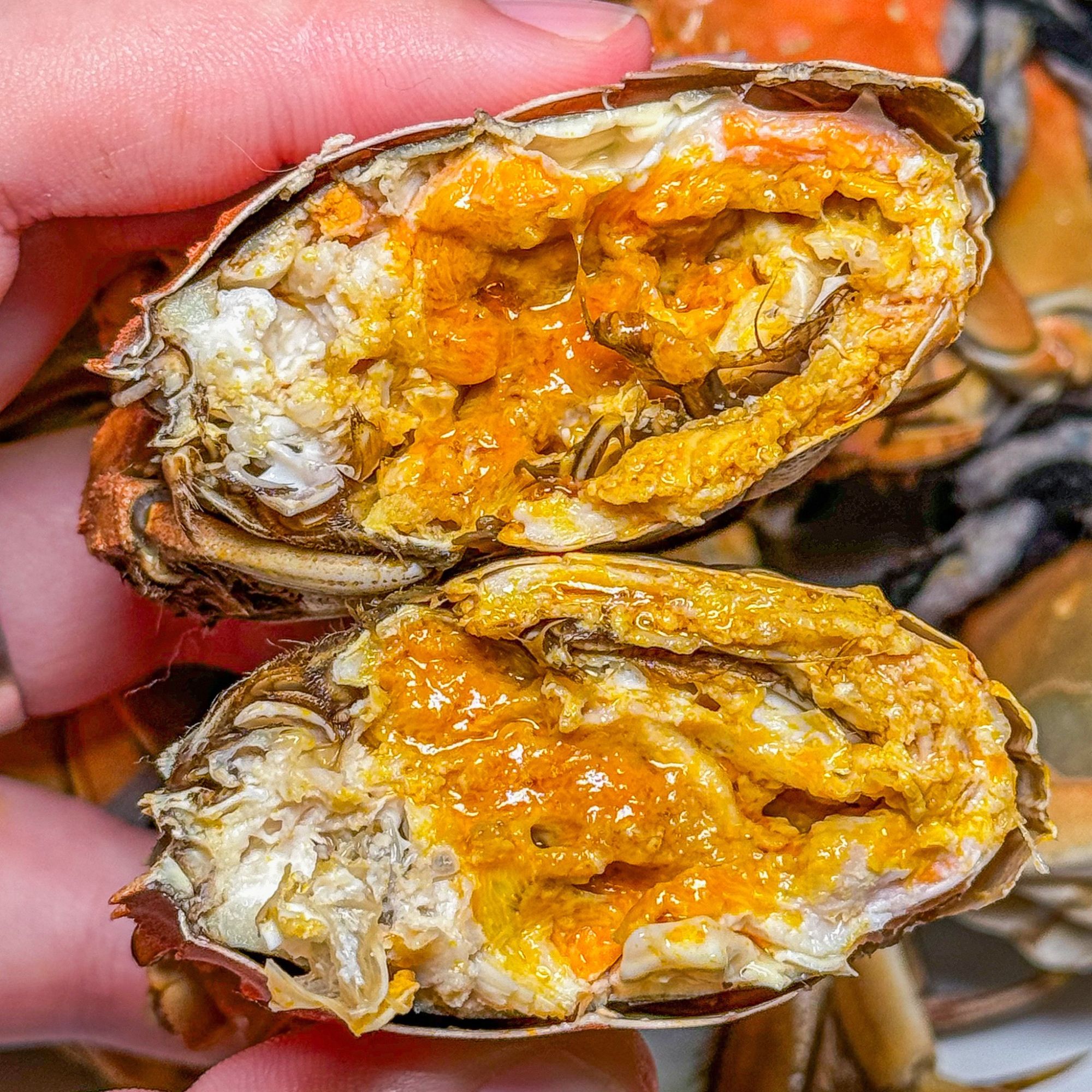 H【活蟹】江苏螃蟹纯全母1.7-2两买8只送4只京东顺丰无绳净重