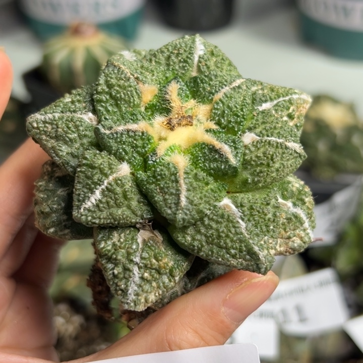 29 脱土带根发货zzz