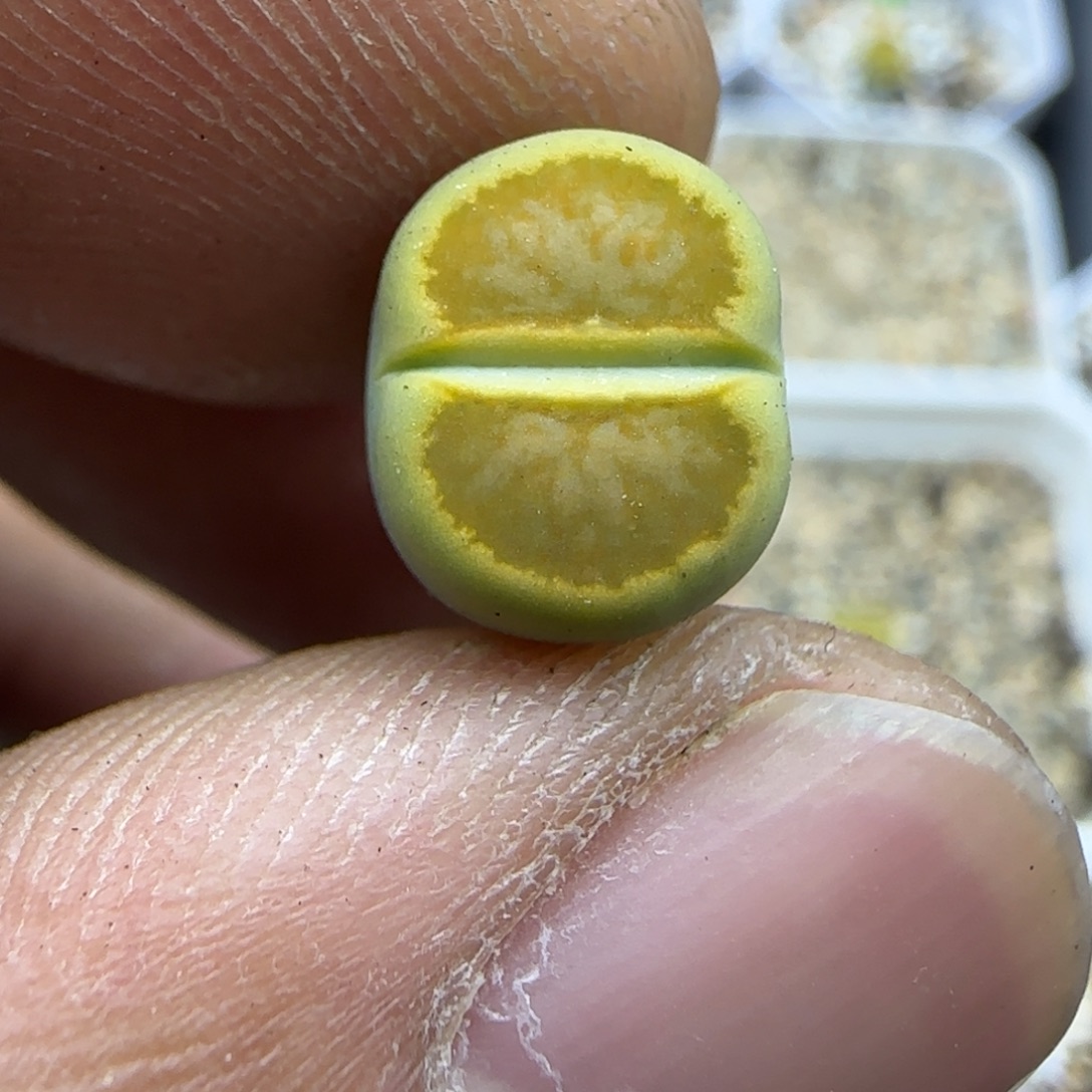 326 生石花大棚直播