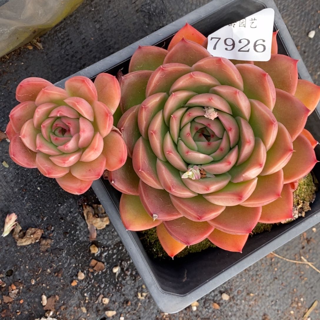 7926杂交多肉老桩