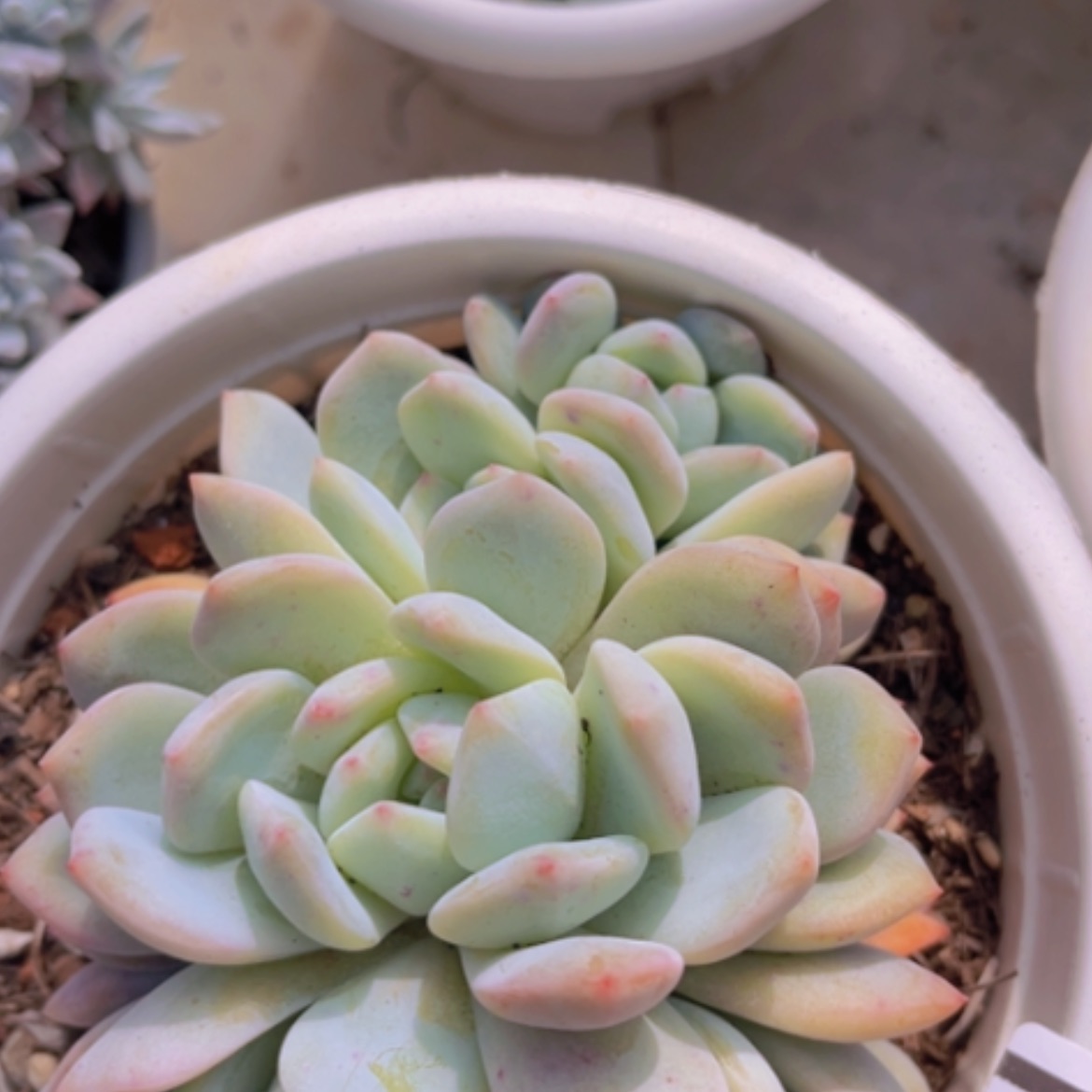 【闪购商品】橙梦露12126