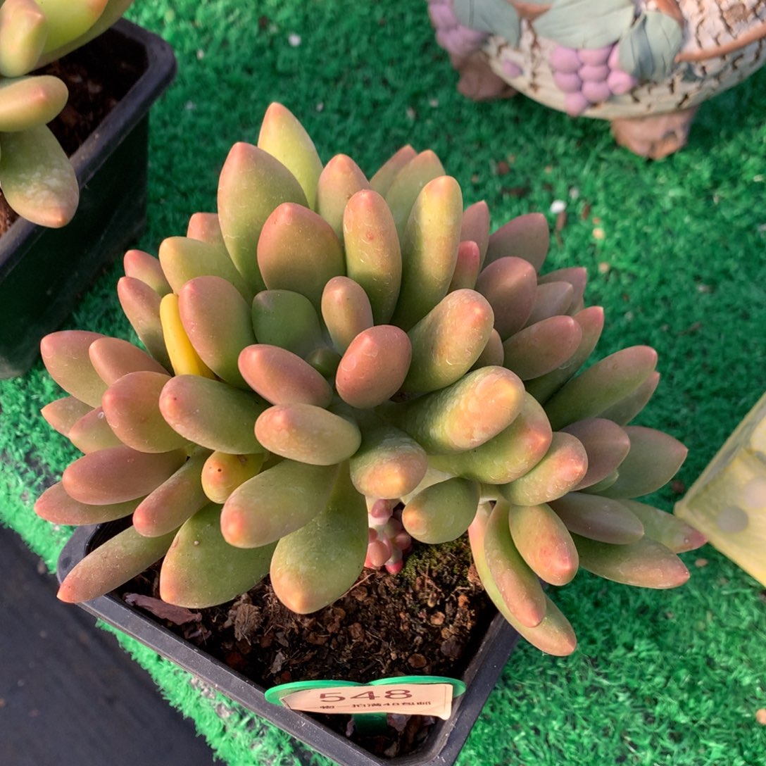 芒果奶酪一物一拍