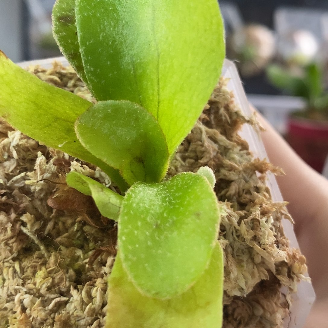 无花朵鹿角蕨掉签