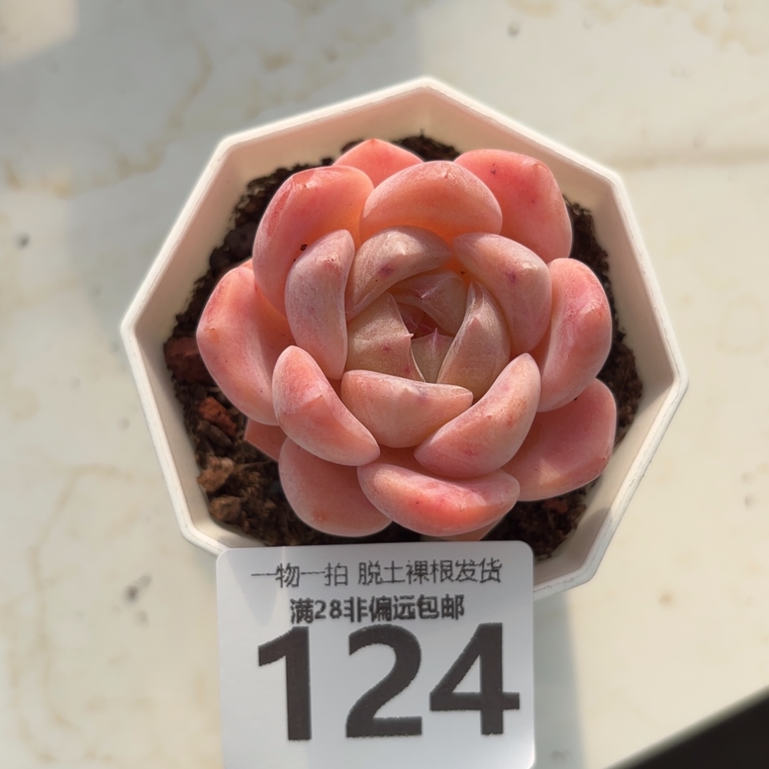 厚梦单头无盆土发货