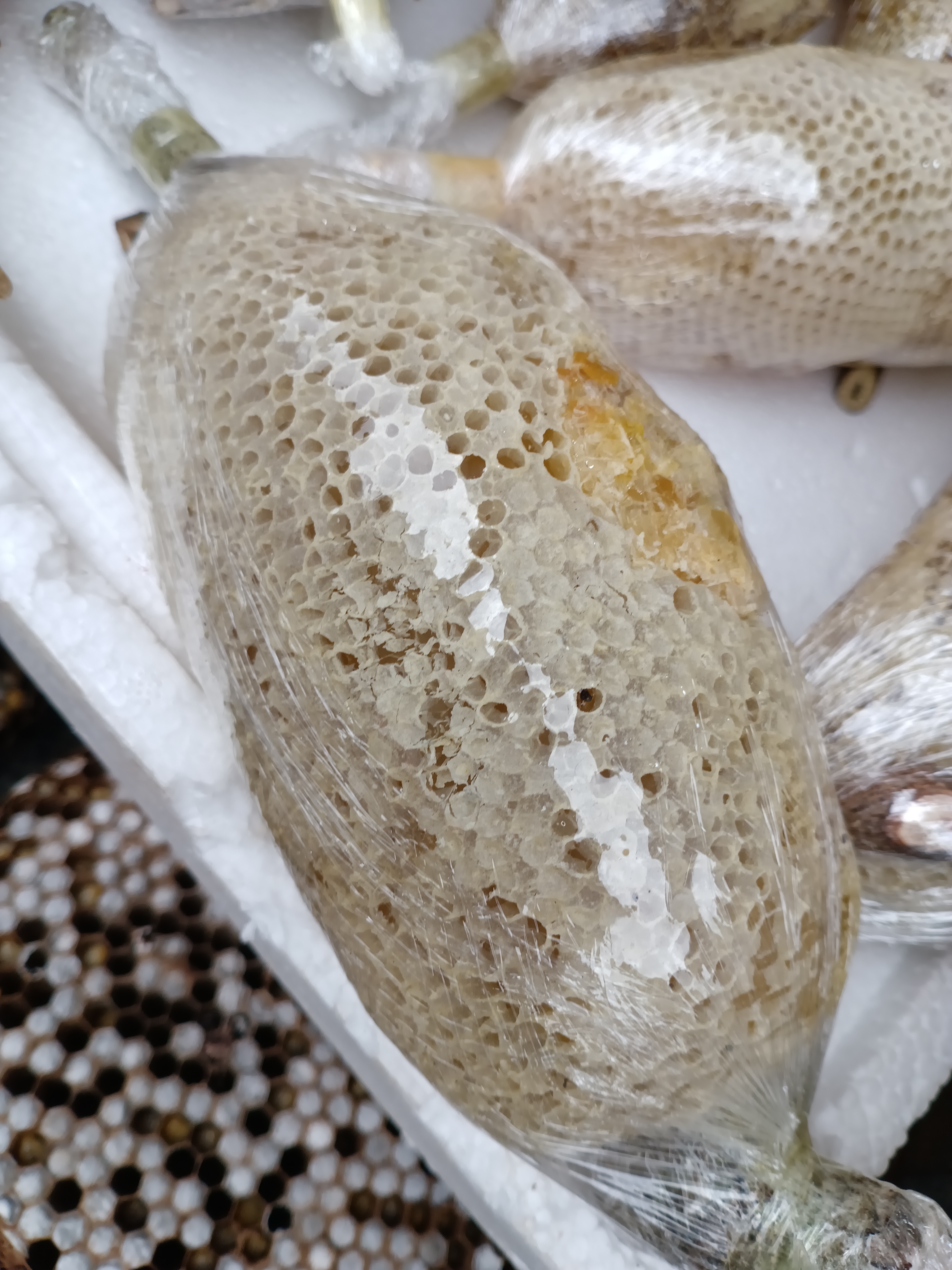 云南普洱哀牢山深山老林野生挂蜜