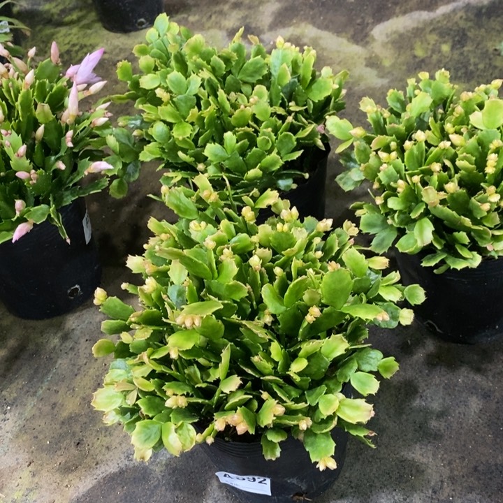 大部分花苞少量开放892盆栽028