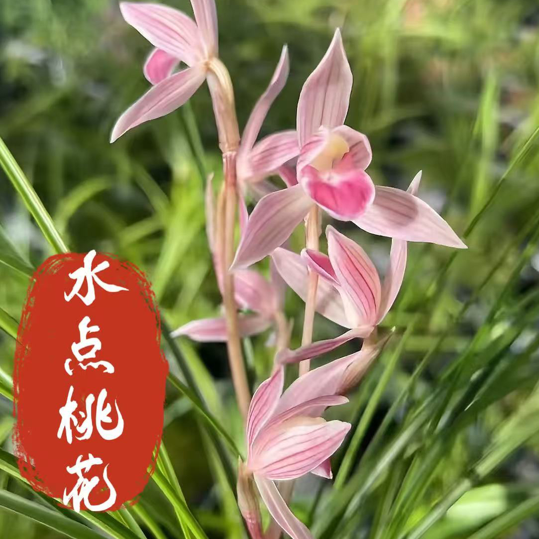 莲瓣兰-水点桃花（单苗价格）