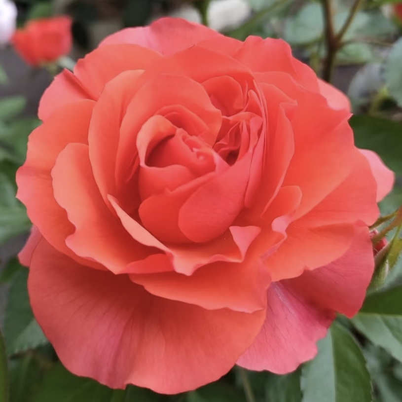 《夕阳果冻》 露天苗适合室外种植四季开花耐寒耐热花期长