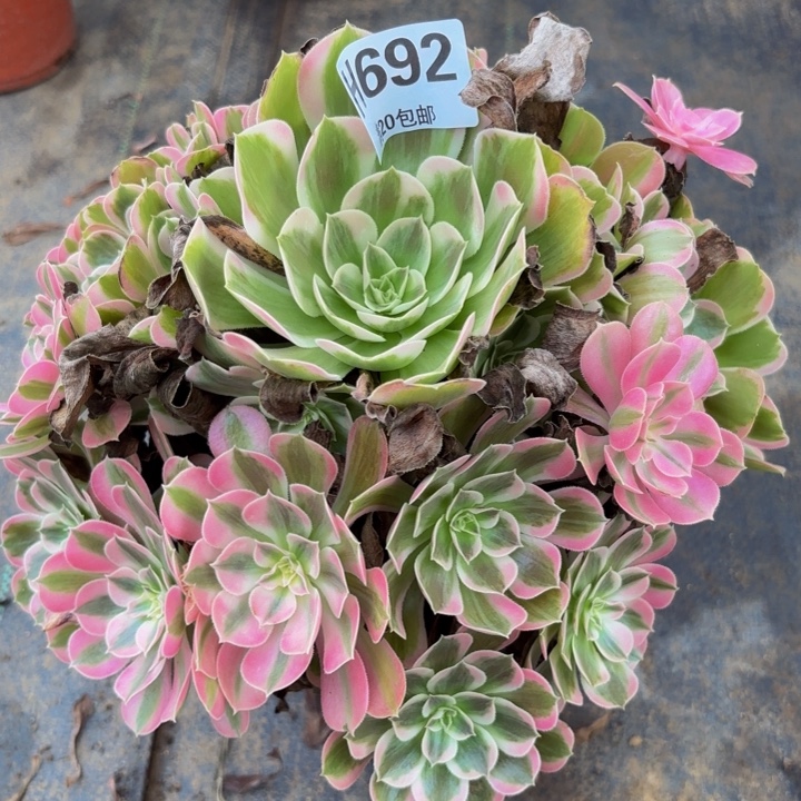 瑞妈多肉植物，692男神