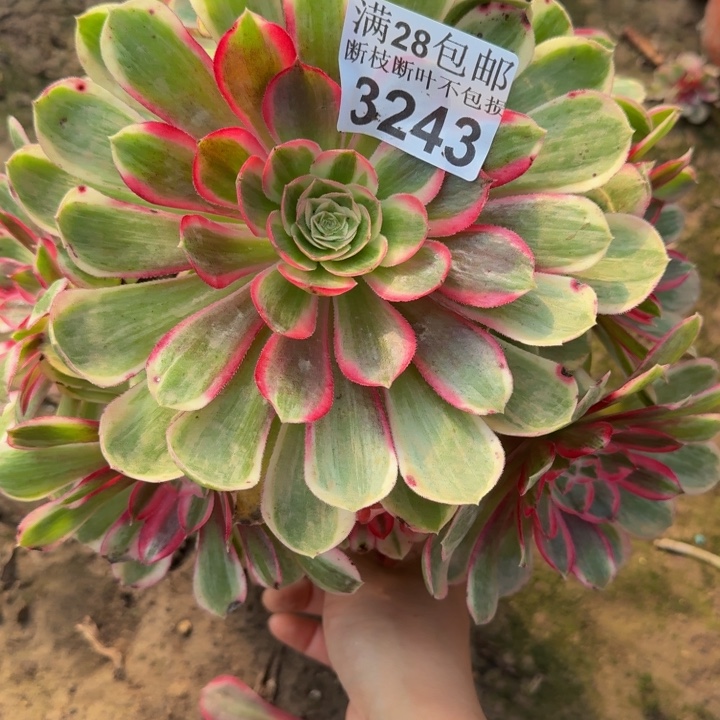 3243孔雀翎不包断枝