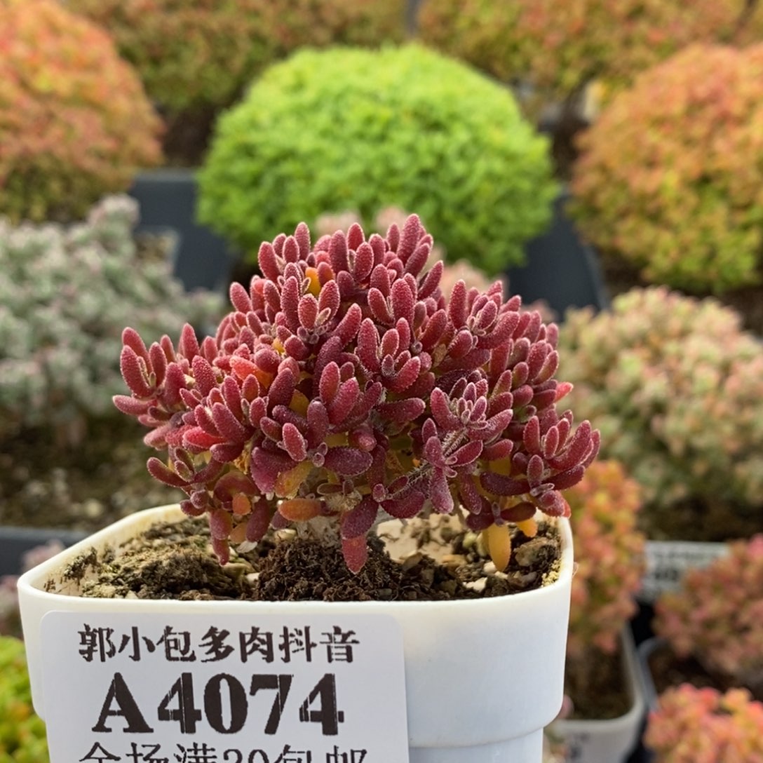 红麒麟4074枝干番杏