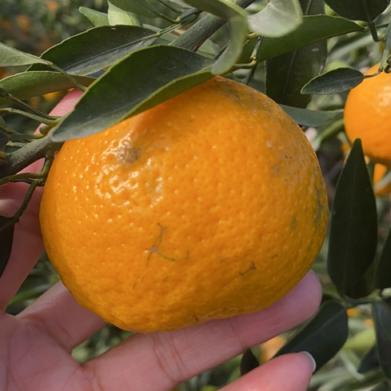 新会陈皮原材料新会柑冬后大红果（现摘现发，京东包邮，破损包赔）