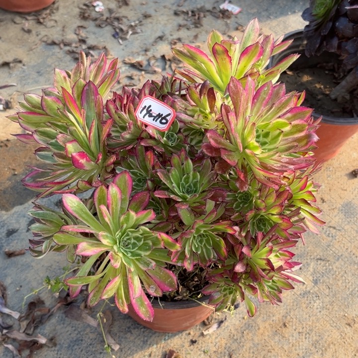 14-116天河朵朵处理不售后多肉