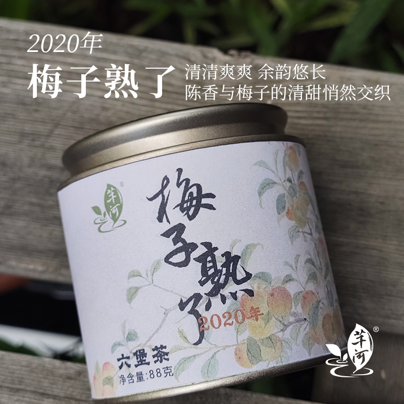 梅子熟了芊河六堡茶果香甜香回甘生津