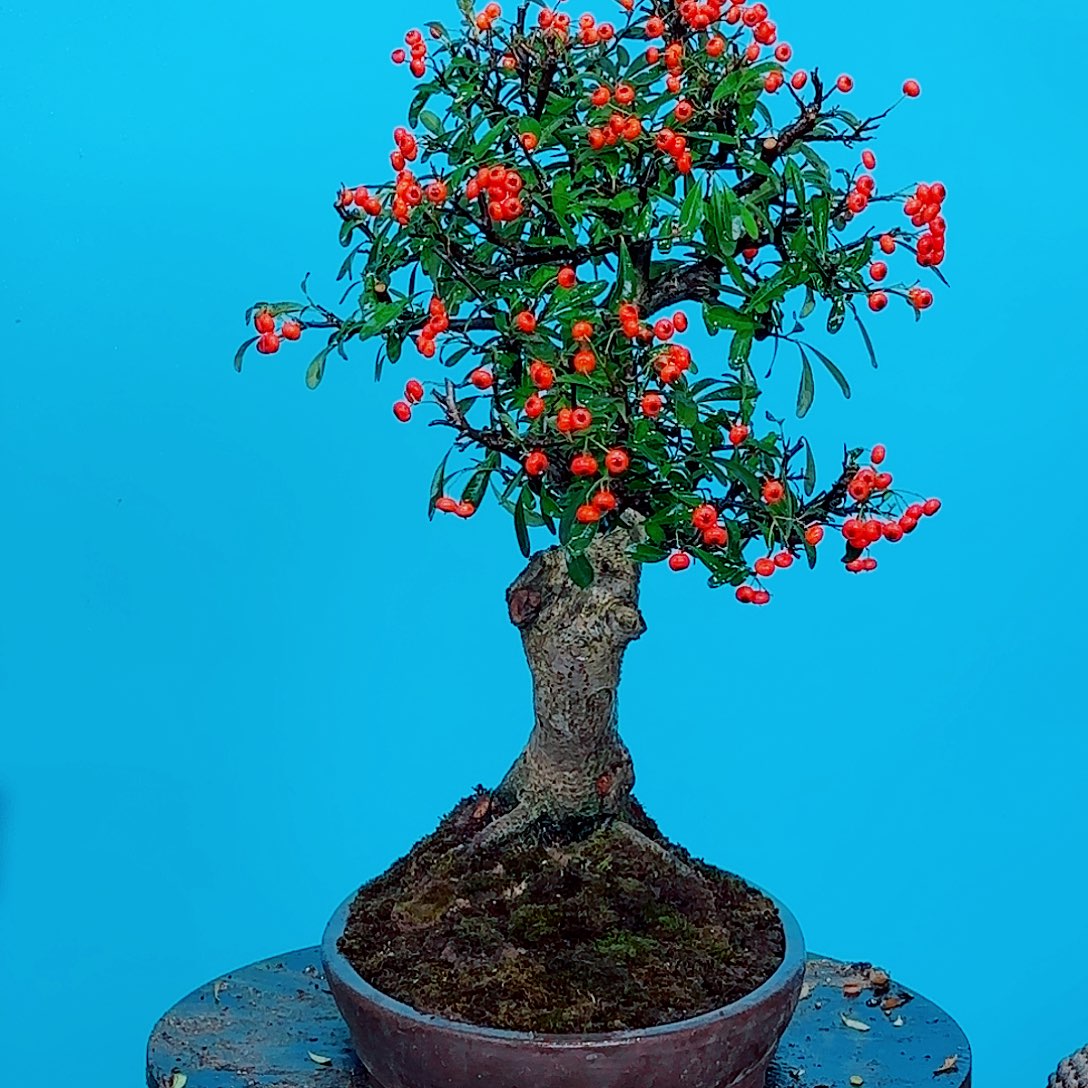 无花朵火棘吉祥果大盆栽