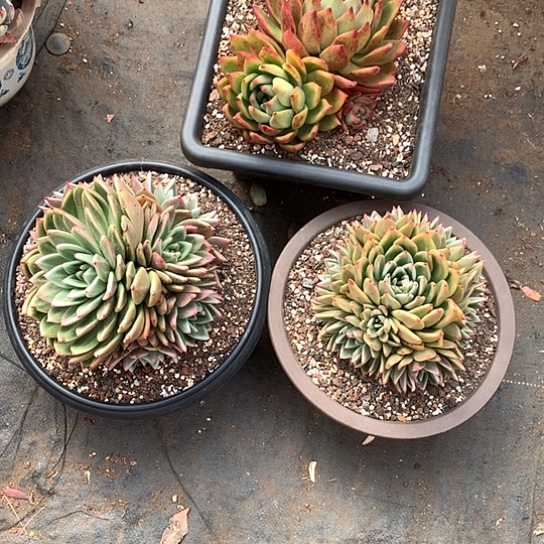 舍*每日特价活动开始啦