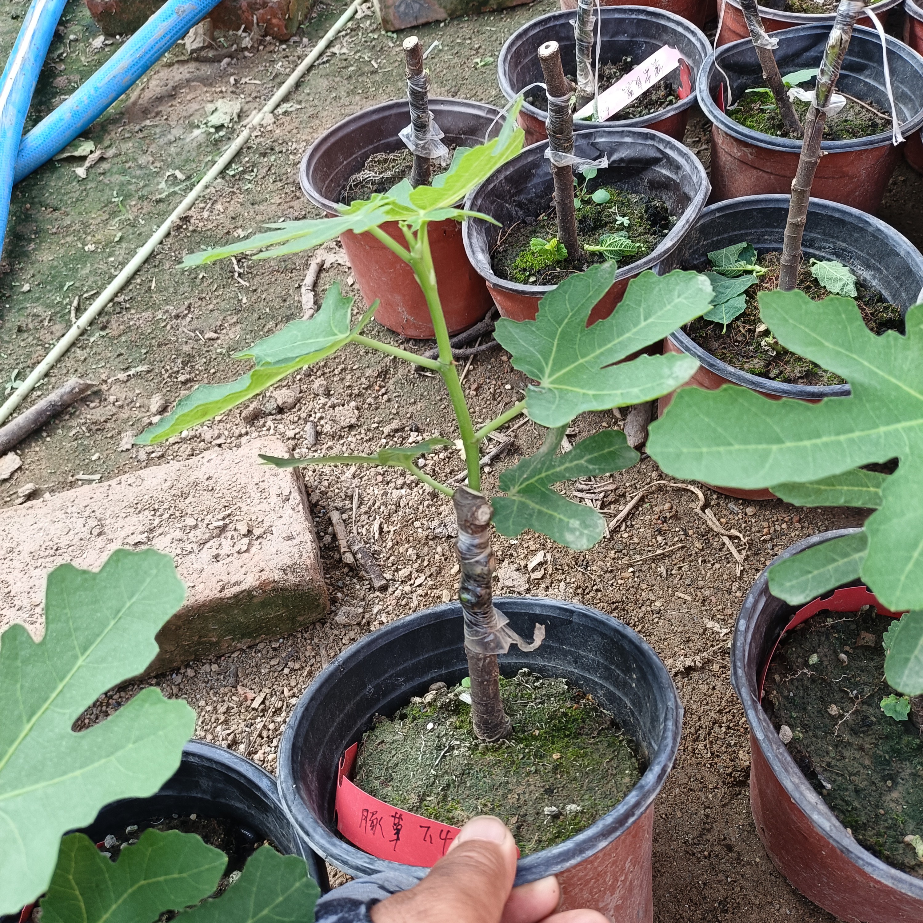 艾利克斯，无花果树苗，嫁接苗