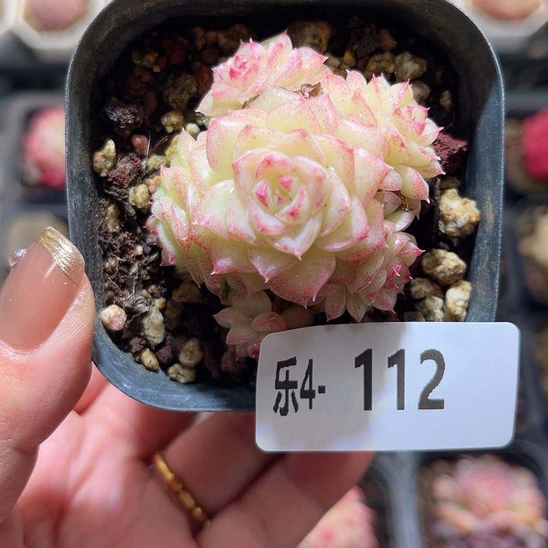 乐4-112 白天鹅群