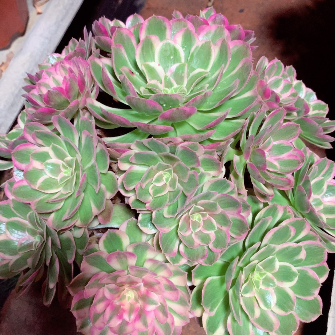 孔雀翎，多肉植物的