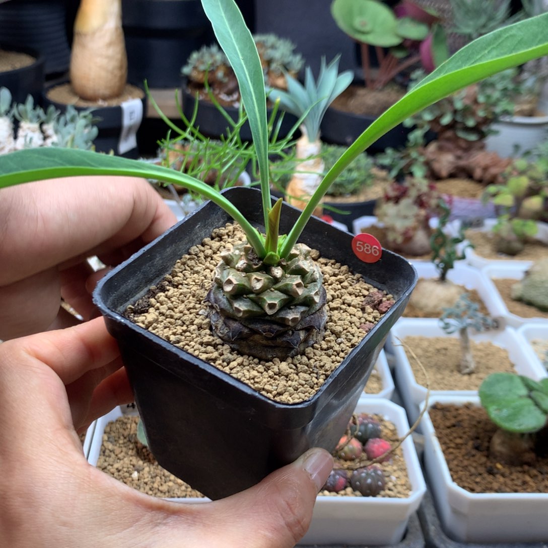 铁甲丸带盆多肉实生586