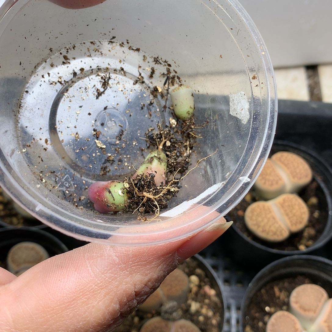 新**选K96多肉植物保护